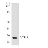 Western Blot - Anti-VTI1A Antibody (R12-3679) - Antibodies.com