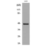 Western Blot - Anti-VEGFC Antibody (C30600) - Antibodies.com