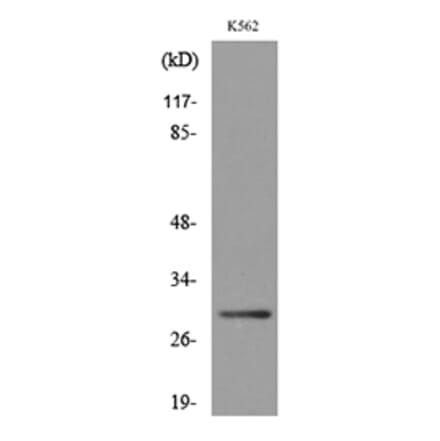 Western Blot - Anti-VDAC1 Antibody (C30298) - Antibodies.com
