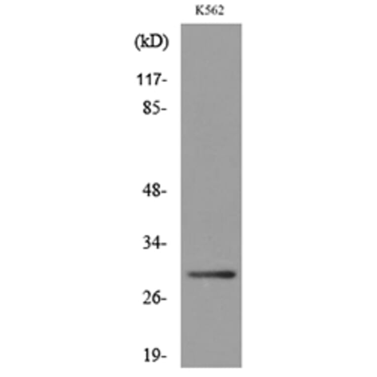 Western Blot - Anti-VDAC1 Antibody (C30298) - Antibodies.com