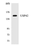 Western Blot - Anti-USP42 Antibody (R12-3671) - Antibodies.com