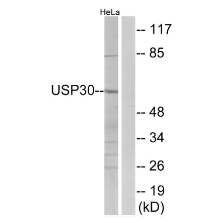 Western Blot - Anti-USP30 Antibody (C19375) - Antibodies.com