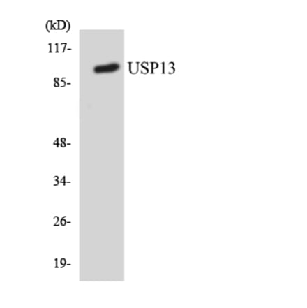 Western Blot - Anti-USP13 Antibody (R12-3668) - Antibodies.com