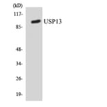 Western Blot - Anti-USP13 Antibody (R12-3668) - Antibodies.com