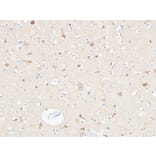 Immunohistochemistry - Anti-UCHL1 Antibody (C30007) - Antibodies.com