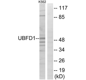 Western Blot - Anti-UBFD1 Antibody (C19408) - Antibodies.com