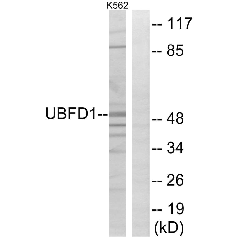 Western Blot - Anti-UBFD1 Antibody (C19408) - Antibodies.com