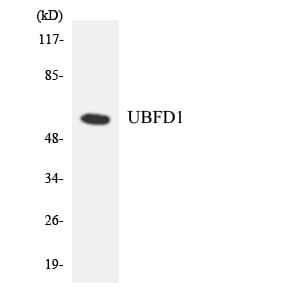 Western blot analysis of the lysates from COLO205 cells using Anti-UBFD1 Antibody.