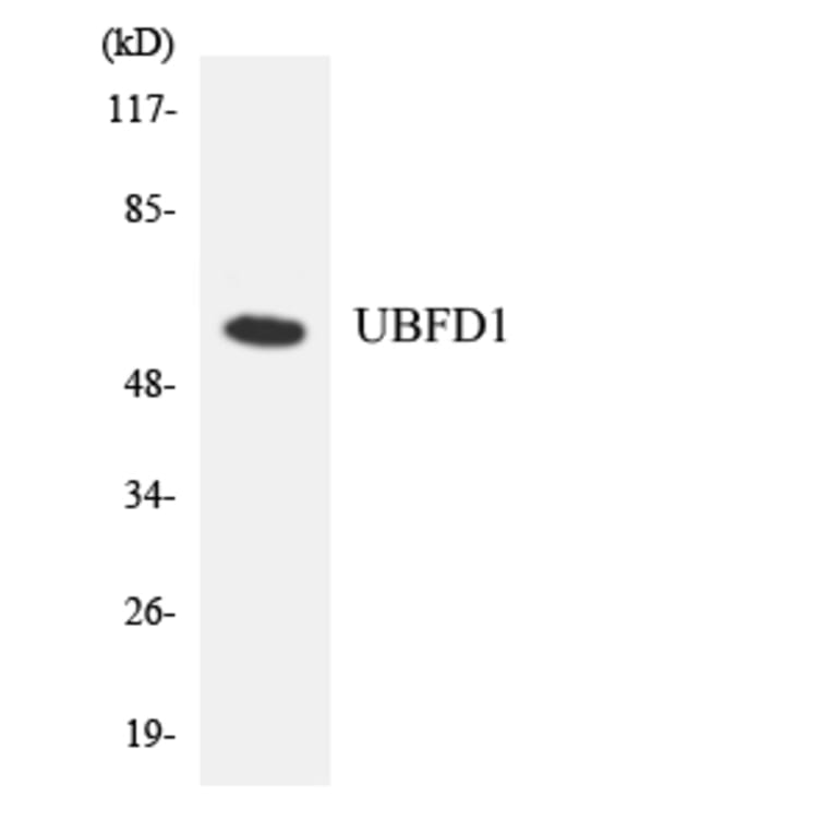 Western Blot - Anti-UBFD1 Antibody (R12-3663) - Antibodies.com