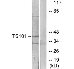 Western Blot - Anti-TS101 Antibody (C11576) - Antibodies.com