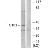 Western Blot - Anti-TS101 Antibody (C11576) - Antibodies.com