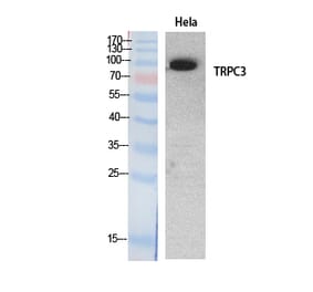 Western Blot - Anti-TRPC3 Antibody (C30186) - Antibodies.com