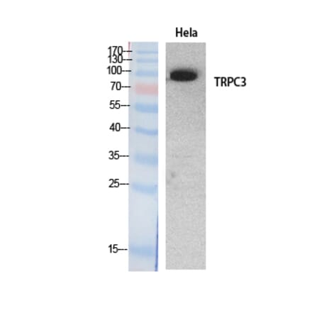 Western Blot - Anti-TRPC3 Antibody (C30186) - Antibodies.com