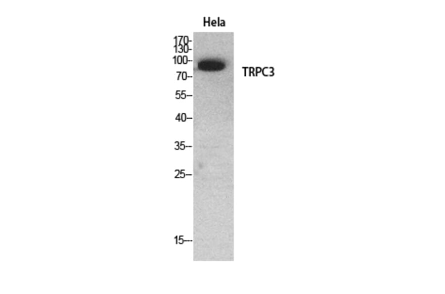 Western Blot - Anti-TRPC3 Antibody (C30186) - Antibodies.com
