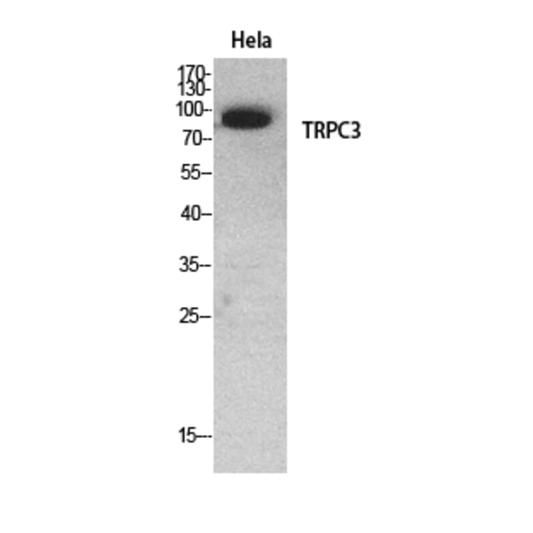 Western Blot - Anti-TRPC3 Antibody (C30186) - Antibodies.com