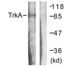 Western Blot - Anti-Trk A Antibody (B0589) - Antibodies.com