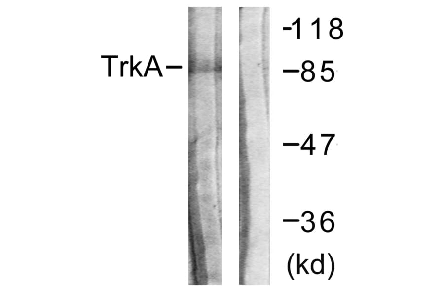 Western Blot - Anti-Trk A Antibody (B0589) - Antibodies.com