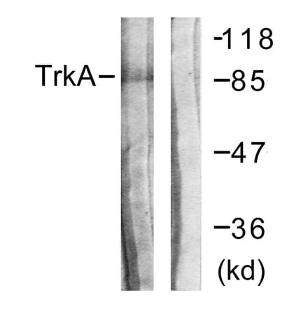 Western Blot - Anti-Trk A Antibody (B0589) - Antibodies.com