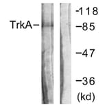 Western Blot - Anti-Trk A Antibody (B0589) - Antibodies.com