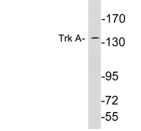 Western Blot - Anti-Trk A Antibody (R12-2388) - Antibodies.com
