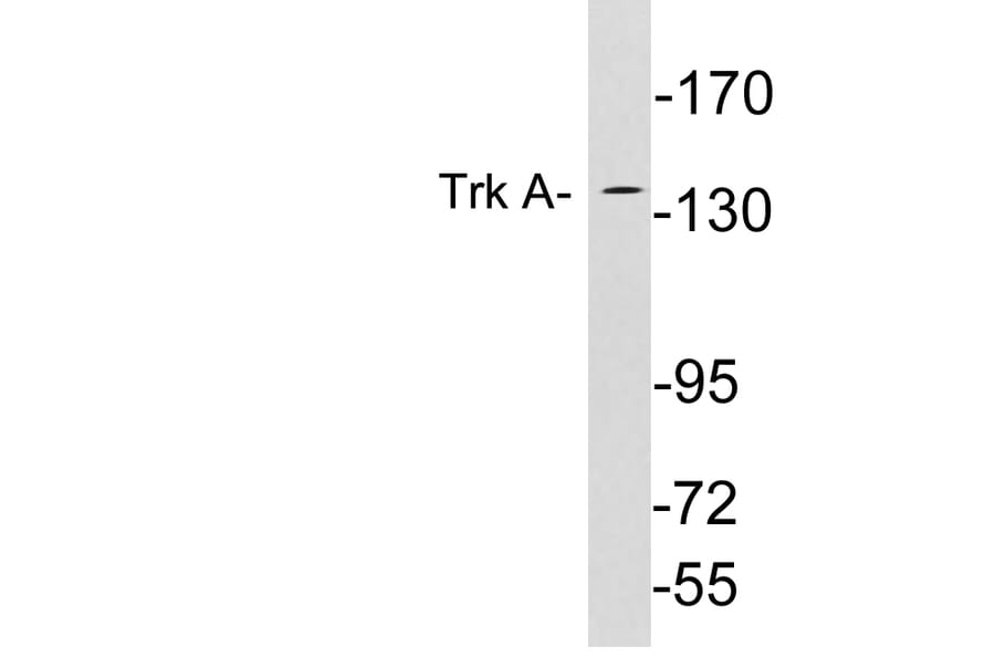 Western Blot - Anti-Trk A Antibody (R12-2388) - Antibodies.com