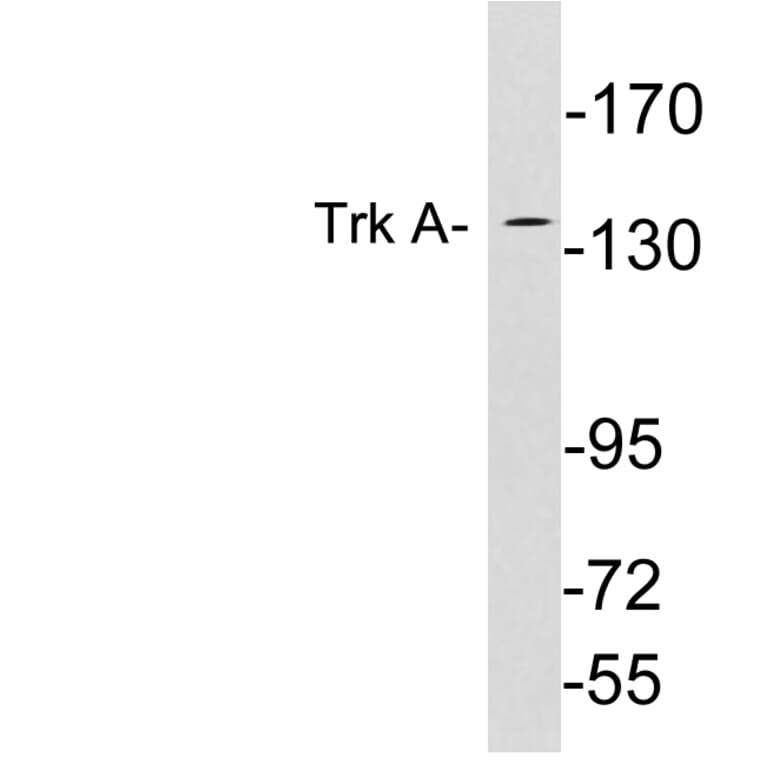 Western Blot - Anti-Trk A Antibody (R12-2388) - Antibodies.com
