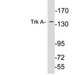 Western Blot - Anti-Trk A Antibody (R12-2388) - Antibodies.com