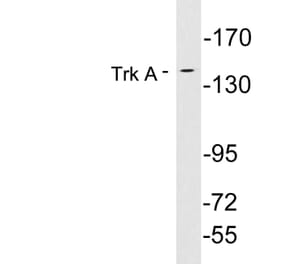 Western Blot - Anti-Trk A Antibody (R12-2389) - Antibodies.com