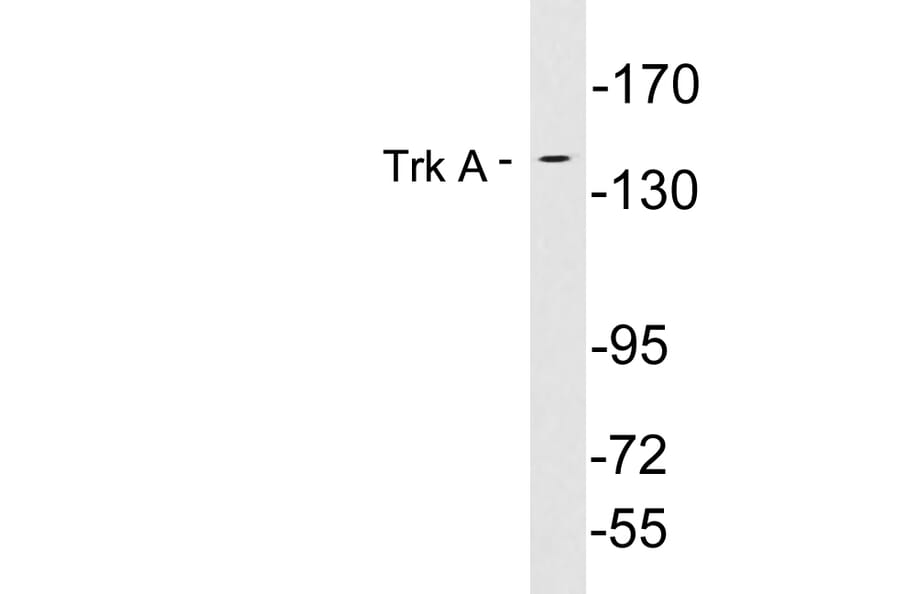 Western Blot - Anti-Trk A Antibody (R12-2389) - Antibodies.com