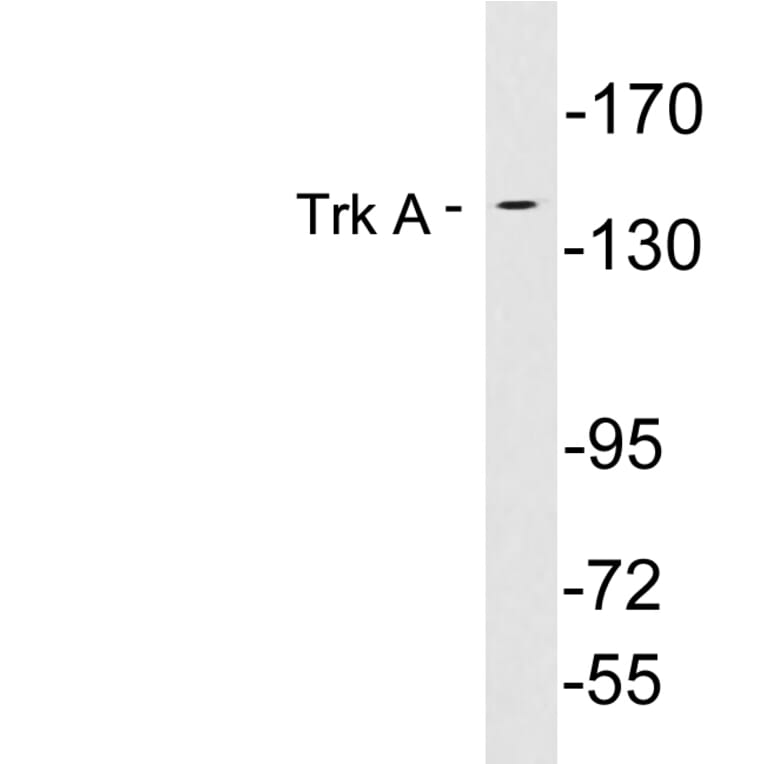 Western Blot - Anti-Trk A Antibody (R12-2389) - Antibodies.com