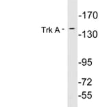 Western Blot - Anti-Trk A Antibody (R12-2389) - Antibodies.com