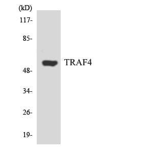 Western blot analysis of the lysates from K562 cells using Anti-TRAF4 Antibody.