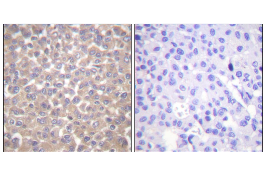 Immunohistochemistry - Anti-TRADD Antibody (C0377) - Antibodies.com