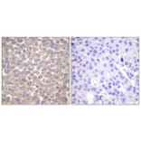 Immunohistochemistry - Anti-TRADD Antibody (C0377) - Antibodies.com