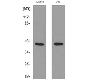 Western Blot - Anti-TNNT2 Antibody (C30058) - Antibodies.com