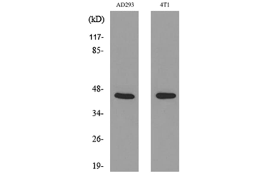 Western Blot - Anti-TNNT2 Antibody (C30058) - Antibodies.com