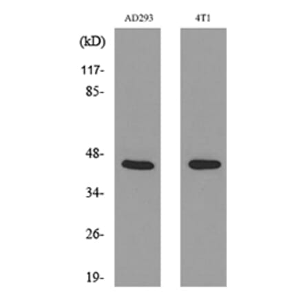 Western Blot - Anti-TNNT2 Antibody (C30058) - Antibodies.com