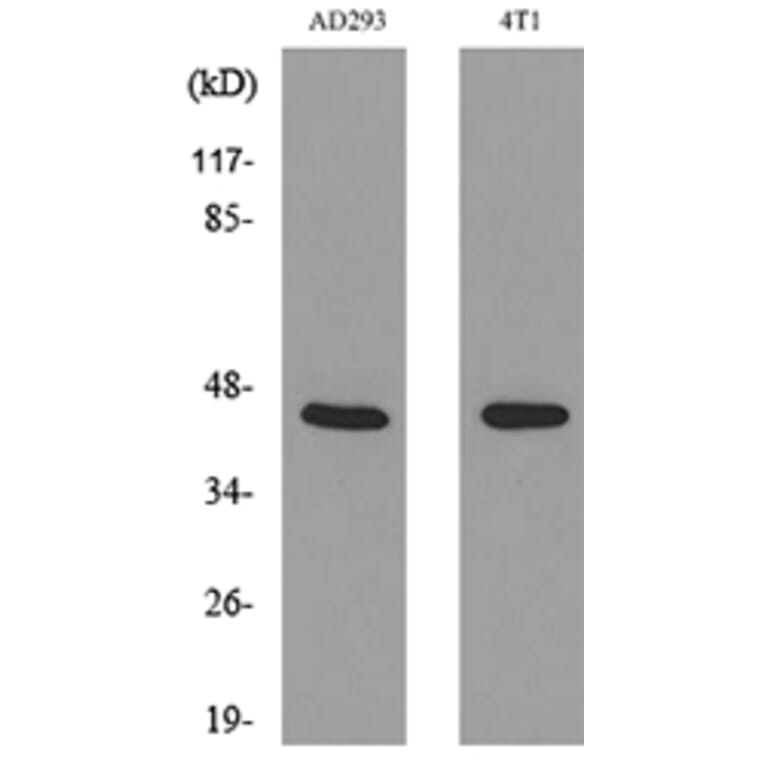 Western Blot - Anti-TNNT2 Antibody (C30058) - Antibodies.com