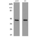 Western Blot - Anti-TNNT2 Antibody (C30058) - Antibodies.com