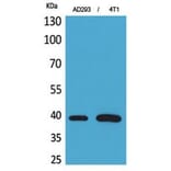 Western Blot - Anti-TNNT2 Antibody (C30058) - Antibodies.com