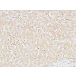 Immunohistochemistry - Anti-TNNT2 Antibody (C30058) - Antibodies.com