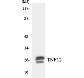 Western Blot - Anti-TNF12 Antibody (R12-3636) - Antibodies.com