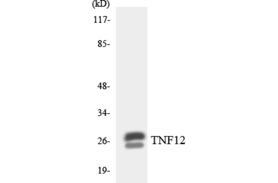 Western Blot - Anti-TNF12 Antibody (R12-3636) - Antibodies.com