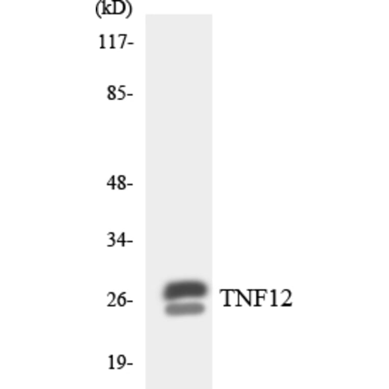 Western Blot - Anti-TNF12 Antibody (R12-3636) - Antibodies.com