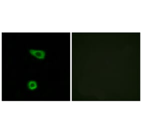 Immunofluorescence - Anti-TNAP2 Antibody (C10867) - Antibodies.com