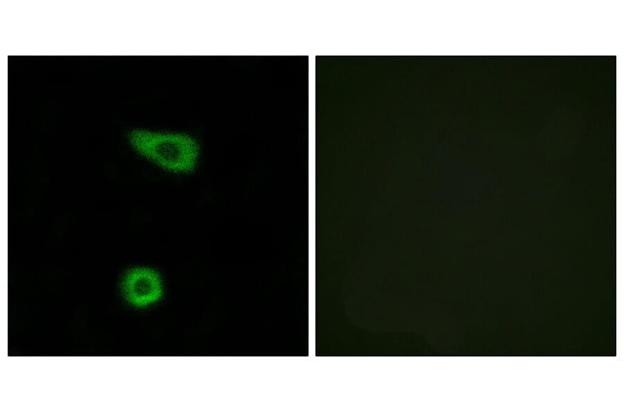 Immunofluorescence - Anti-TNAP2 Antibody (C10867) - Antibodies.com