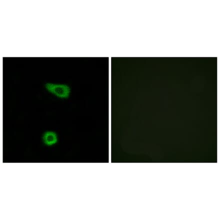 Immunofluorescence - Anti-TNAP2 Antibody (C10867) - Antibodies.com