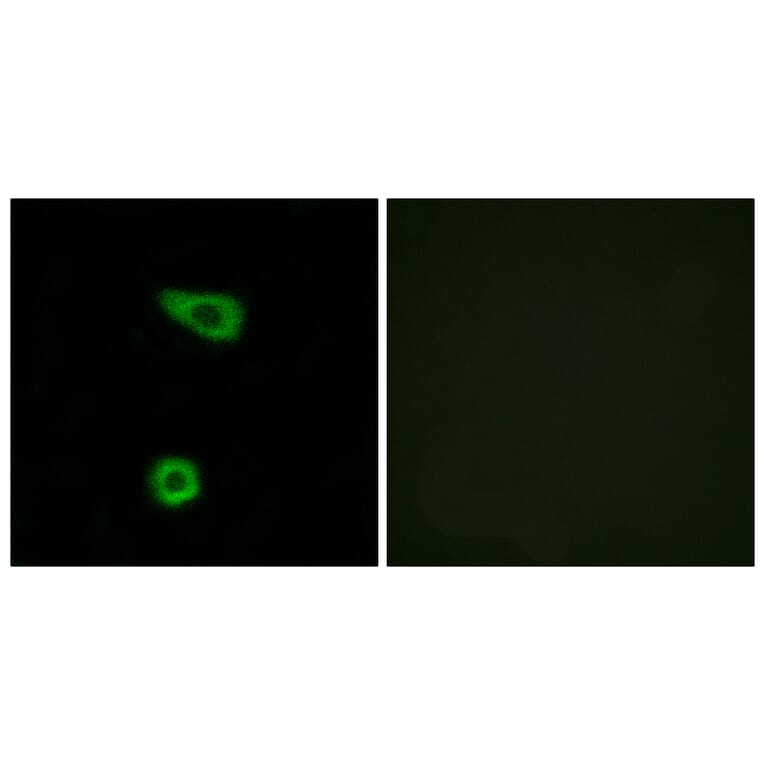 Immunofluorescence - Anti-TNAP2 Antibody (C10867) - Antibodies.com