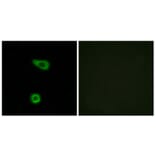 Immunofluorescence - Anti-TNAP2 Antibody (C10867) - Antibodies.com