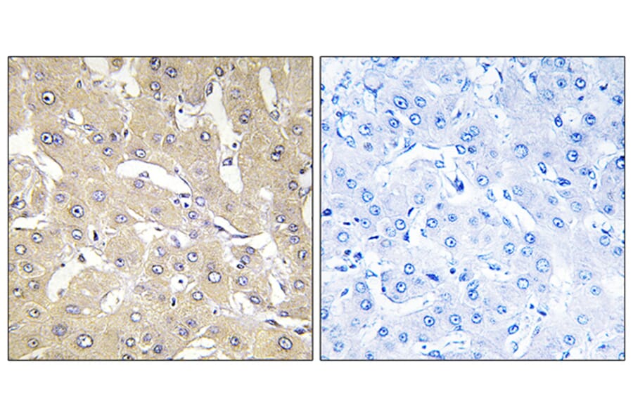 Immunohistochemistry - Anti-TNAP2 Antibody (C10867) - Antibodies.com